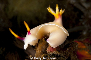 Hypselodoris by Rudy Janssen 